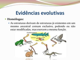 Evidências evolutivas
 Homólogas:
 As estruturas derivam de estruturas já existentes em um
mesmo ancestral comum exclusi...