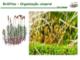 Briófitas – Organização corporal
Prof. Emanuel
 
