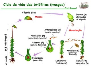 Cápsula (2n)
Meiose
Esporos (n)
eliminados
da cápsula
Gametófito
masculino (n)
Gametófito
feminino (n)
GametófitEsporófito(2n)
Anterídio (n)
(gametângio
masculino)
Anterozóides (n)
(gametas masculinos)
Arquegônio (n)
(gametângio feminino)
Oosfera (n)
(gameta feminino)
Fecundação
(embrião)
Germinação
Ciclo de vida das briófitas (musgos)
Prof. Emanuel
 