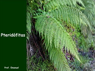 Pteridófitas
Prof. Emanuel
 