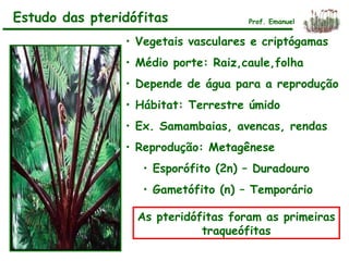 • Vegetais vasculares e criptógamas
• Médio porte: Raiz,caule,folha
• Depende de água para a reprodução
• Hábitat: Terrestre úmido
• Ex. Samambaias, avencas, rendas
• Reprodução: Metagênese
• Esporófito (2n) – Duradouro
• Gametófito (n) – Temporário
As pteridófitas foram as primeiras
traqueófitas
Estudo das pteridófitas Prof. Emanuel
 