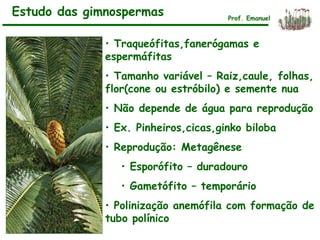 • Traqueófitas,fanerógamas e
espermáfitas
• Tamanho variável – Raiz,caule, folhas,
flor(cone ou estróbilo) e semente nua
• Não depende de água para reprodução
• Ex. Pinheiros,cicas,ginko biloba
• Reprodução: Metagênese
• Esporófito – duradouro
• Gametófito – temporário
• Polinização anemófila com formação de
tubo polínico
Estudo das gimnospermas Prof. Emanuel
 
