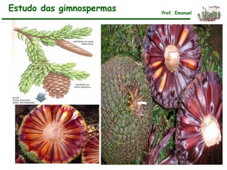 Estudo das gimnospermas Prof. Emanuel
 