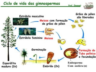 Esporófito
maduro (2n)
Germinação
Grãos de pólen
são liberados
Meiose com formação
de grãos de pólen
Meiose
Formação do
Tubo polínico
e fecundação
Endosperma
Com oosfera (n)Embrião (2n)
Estróbilo feminino
Estróbilo masculino
Ciclo de vida das gimnospermas Prof. Emanuel
 