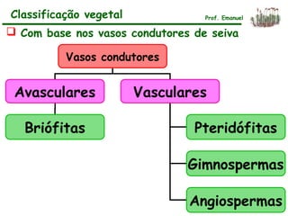 Vasos condutores
Avasculares Vasculares
Pteridófitas
Gimnospermas
Angiospermas
Briófitas
Prof. EmanuelClassificação vegetal
 Com base nos vasos condutores de seiva
 