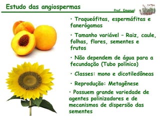 • Traqueófitas, espermáfitas e
fanerógamas
• Tamanho variável – Raiz, caule,
folhas, flores, sementes e
frutos
• Não dependem de água para a
fecundação (Tubo polínico)
• Classes: mono e dicotiledôneas
• Reprodução: Metagênese
Estudo das angiospermas Prof. Emanuel
• Possuem grande variedade de
agentes polinizadores e de
mecanismos de dispersão das
sementes
 