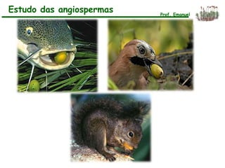 Estudo das angiospermas Prof. Emanuel
 
