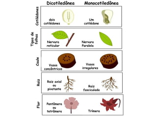 Cotilédones
Tiposde
folhasCauleRaizFlor
dois
cotilédones
Um
cotilédone
Nervura
reticular
Nervura
Paralela
Vasos
concêntricos
Vasos
irregulares
Raiz axial
ou
pivotante
Raiz
fasciculada
Pentâmera
ou
tetrâmera Trímera
Dicotiledônea Monocotiledônea
 