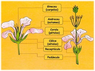 Gineceu
(carpelos)
Androceu
(estames)
Corola
(pétalas)
Cálice
(sétalas)
Receptáculo
Pedúnculo
 
