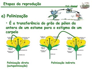 a) Polinização
• É a transferência do grão de pólen da
antera de um estame para o estigma de um
carpelo
Polinização direta
(autopolinização)
Polinização indireta
Etapas da reprodução Prof. Emanuel
 