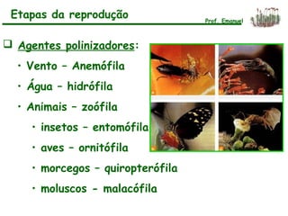  Agentes polinizadores:
• Vento – Anemófila
• Água – hidrófila
• Animais – zoófila
• insetos – entomófila
• aves – ornitófila
• morcegos – quiropterófila
• moluscos - malacófila
Etapas da reprodução Prof. Emanuel
 
