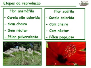Flor anemófila
– Corola não colorida
- Sem cheiro
- Sem néctar
- Pólen pulverulento
Flor zoófila
– Corola colorida
- Com cheiro
- Com néctar
- Pólen pegajoso
Etapas da reprodução
 