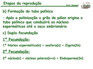 b) Formação do tubo polínico
• Após a polinização o grão de pólen origina o
tubo polínico que conduzirá os núcleos
espermáticos até o saco embrionário
c) Dupla fecundação
1ª Fecundação:
1º Núcleo espermático(n) + oosfera(n) = Zigoto(2n)
2ª Fecundação:
2º núcleo(n) + núcleos polares(n+n) = Endosperma(3n)
Etapas da reprodução Prof. Emanuel
 