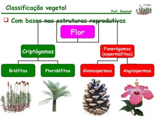  Com bases nas estruturas reprodutivas
Prof. Emanuel
Classificação vegetal
Flor
Criptógamas
Fanerógamas
(espermáfitas)
Briófitas Pteridófitas Gimnospermas Angiospermas
 