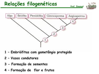 Relações filogenéticas Prof. Emanuel
1 – Embriófitas com gametângio protegido
2 – Vasos condutores
3 - Formação de sementes
4 – Formação de flor e frutos
 