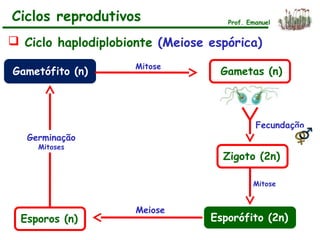 Ciclos reprodutivos
 Ciclo haplodiplobionte (Meiose espórica)
Gametófito (n) Gametas (n)
Fecundação
Zigoto (2n)
Esporófito (2n)
Meiose
Esporos (n)
Germinação
Mitoses
Mitose
Prof. Emanuel
Mitose
 