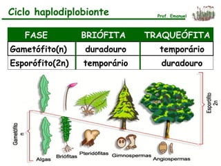 FASE BRIÓFITA TRAQUEÓFITA
Gametófito(n) duradouro temporário
Esporófito(2n) temporário duradouro
Ciclo haplodiplobionte Prof. Emanuel
 