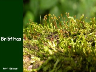 Briófitas
Prof. Emanuel
 