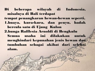 Di beberapa wilayah di Indonesia,
misalnya di Bali terdapat
tempat penangkaran hewan-hewan seperti,
1.buaya, kura-kura, dan penyu, badak
bercula satu di Ujung Kulon
2.bunga Rafflesia Arnoldi di Bengkulu
Semua usaha ini dilakukan untuk
menghindari kepunahan jenis hewan dan
tumbuhan sebagai akibat dari seleksi
alam.
 