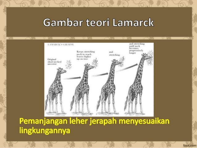 Contoh Teori Evolusi Menurut Lamarck - Contoh 43