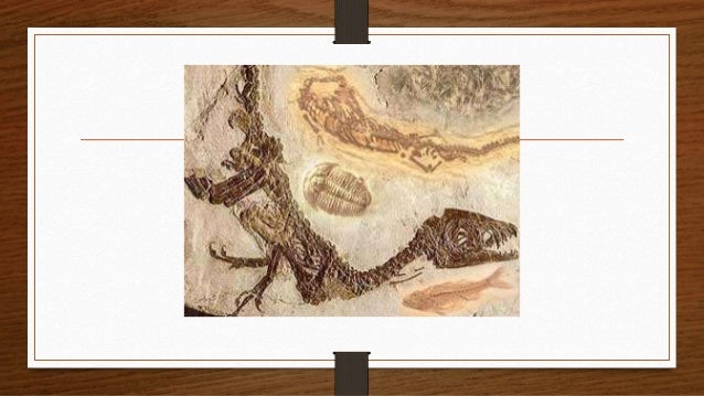 Evolusi
