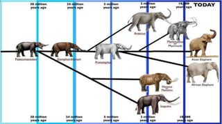 The Origin of Life or We Can Call It Evolution | PPT