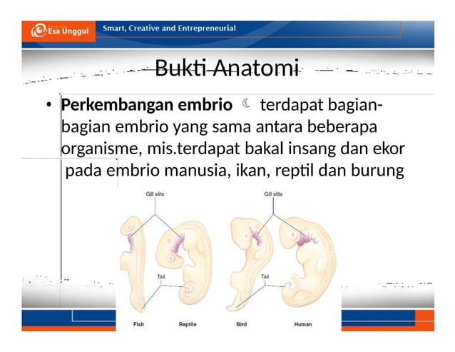 Teori evolusi materi kelas XII semester ganjil | PPTX