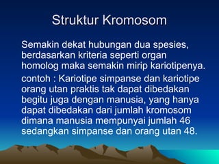 Struktur Kromosom
Struktur Kromosom
Semakin dekat hubungan dua spesies,
berdasarkan kriteria seperti organ
homolog maka semakin mirip kariotipenya.
contoh : Kariotipe simpanse dan kariotipe
orang utan praktis tak dapat dibedakan
begitu juga dengan manusia, yang hanya
dapat dibedakan dari jumlah kromosom
dimana manusia mempunyai jumlah 46
sedangkan simpanse dan orang utan 48.
 