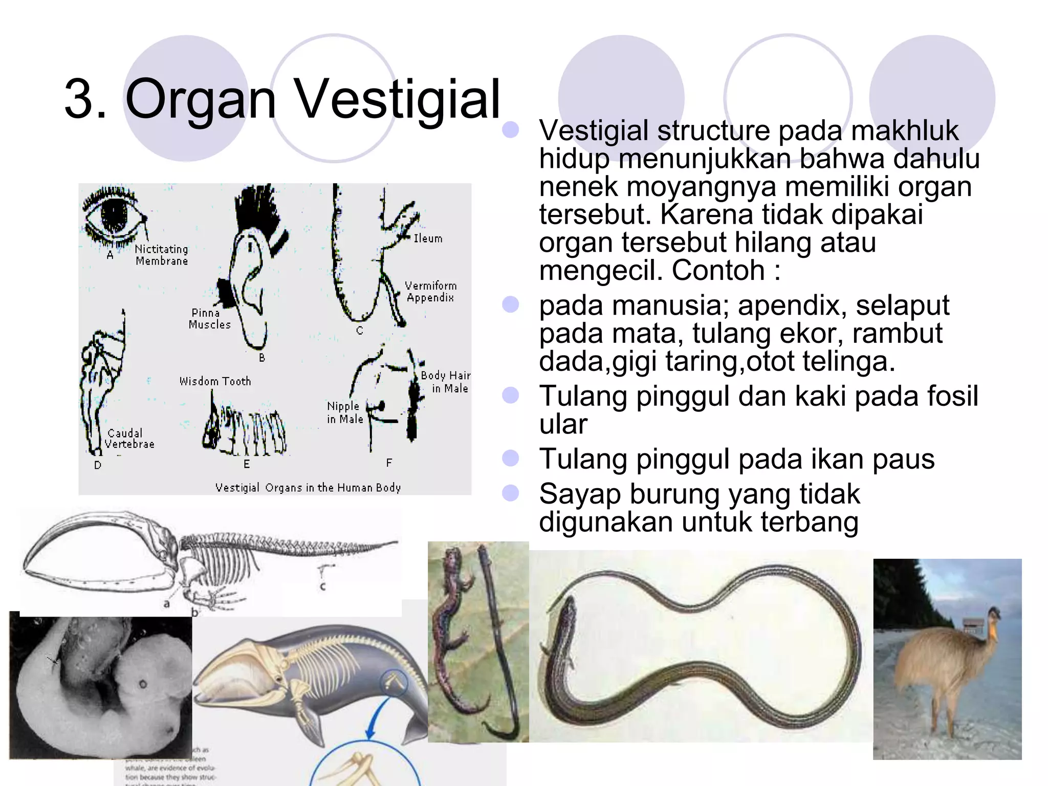 Evolusi dan Asal Usul Kehidupan | PPT