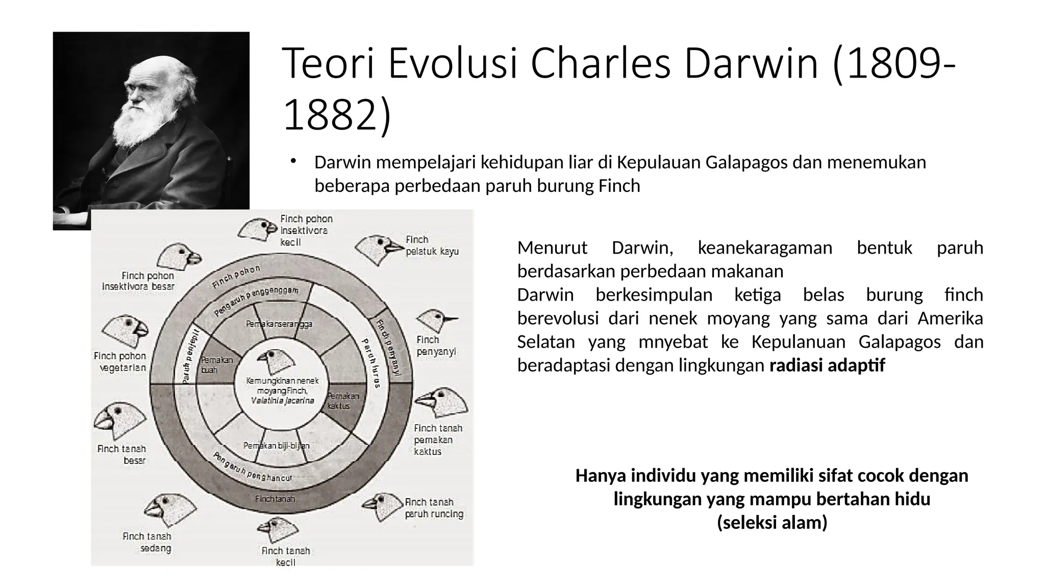 EVOLUSI MATERI KELAS 12 BIOLOGI SMA KURIKULUM 2013 | PPTX