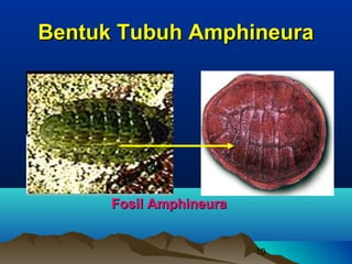 Bentuk Tubuh Amphineura




      Fosil Amphineura


                         10
 