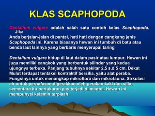 KLAS SCAPHOPODA
Dentalium vulgare adalah salah satu contoh kelas Scaphopoda.
  Jika
Anda berjalan-jalan di pantai, hati hati dengan cangkang jenis
Scaphopoda ini. Karena biasanya hewan ini tumbuh di batu atau
benda laut lainnya yang berbaris menyerupai taring

Dentalium vulgare hidup di laut dalam pasir atau lumpur. Hewan ini
juga memiliki cangkok yang berbentuk silinder yang kedua
ujungnya terbuka. Panjang tubuhnya sekitar 2,5 s.d 5 cm. Dekat
Mulut terdapat tentakel kontraktif bersilia, yaitu alat peraba.
Fungsinya untuk menangkap mikroflora dan mikrofauna. Sirkulasi
air untuk pernafasan digerakkan oleh gerakan kaki dan silia,
sementara itu pertukaran gas terjadi di mantel. Hewan ini
mempunyai kelamin terpisah


                                                 11
 