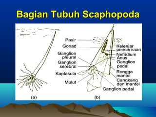 Bagian Tubuh Scaphopoda




                  12
 
