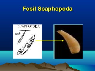 Fosil Scaphopoda




              13
 