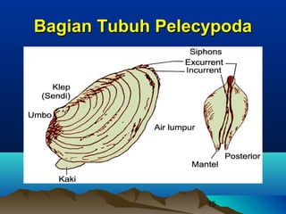 Bagian Tubuh Pelecypoda




                  15
 