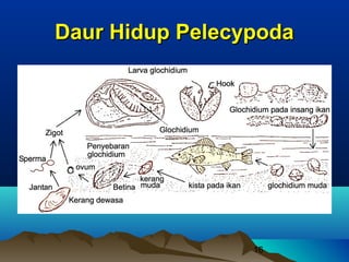 Daur Hidup Pelecypoda




                 16
 