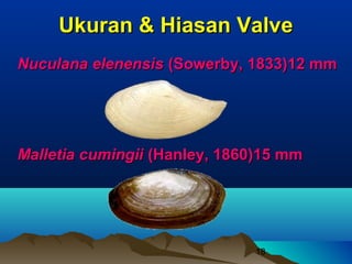 Ukuran & Hiasan Valve
Nuculana elenensis (Sowerby, 1833)12 mm




Malletia cumingii (Hanley, 1860)15 mm




                              18
 