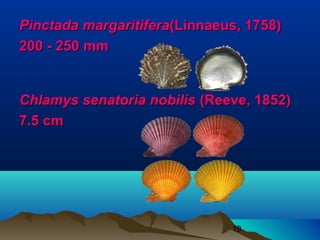 Pinctada margaritifera(Linnaeus, 1758)
200 - 250 mm


Chlamys senatoria nobilis (Reeve, 1852)
7.5 cm




                              19
 