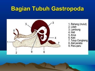 Bagian Tubuh Gastropoda




                  22
 