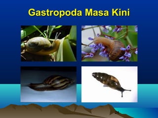 Gastropoda Masa Kini




                24
 