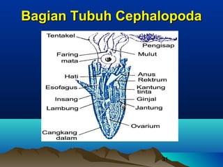 Bagian Tubuh Cephalopoda




                  31
 