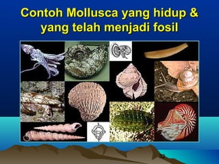 Contoh Mollusca yang hidup &
   yang telah menjadi fosil




                     32
 