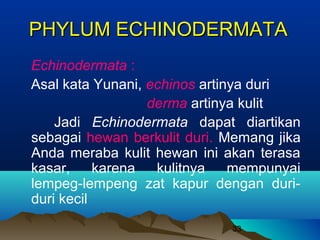 PHYLUM ECHINODERMATA
Echinodermata :
Asal kata Yunani, echinos artinya duri
                  derma artinya kulit
    Jadi Echinodermata dapat diartikan
sebagai hewan berkulit duri. Memang jika
Anda meraba kulit hewan ini akan terasa
kasar,     karena  kulitnya    mempunyai
lempeg-lempeng zat kapur dengan duri-
duri kecil
                             33
 