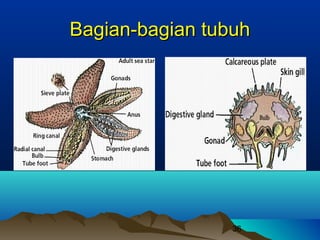 Bagian-bagian tubuh




                 36
 