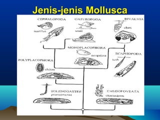 Jenis-jenis Mollusca




                 7
 