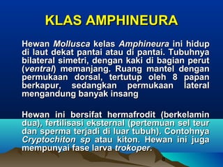 KLAS AMPHINEURA
Hewan Mollusca kelas Amphineura ini hidup
di laut dekat pantai atau di pantai. Tubuhnya
bilateral simetri, dengan kaki di bagian perut
(ventral) memanjang. Ruang mantel dengan
permukaan dorsal, tertutup oleh 8 papan
berkapur, sedangkan permukaan lateral
mengandung banyak insang

Hewan ini bersifat hermafrodit (berkelamin
dua), fertilisasi eksternal (pertemuan sel teur
dan sperma terjadi di luar tubuh). Contohnya
Cryptochiton sp atau kiton. Hewan ini juga
mempunyai fase larva trokoper.
                                   8
 
