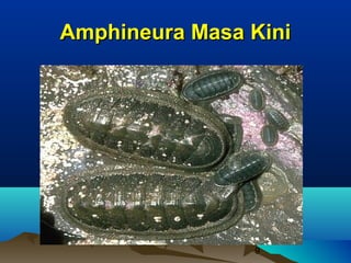 Amphineura Masa Kini




                9
 