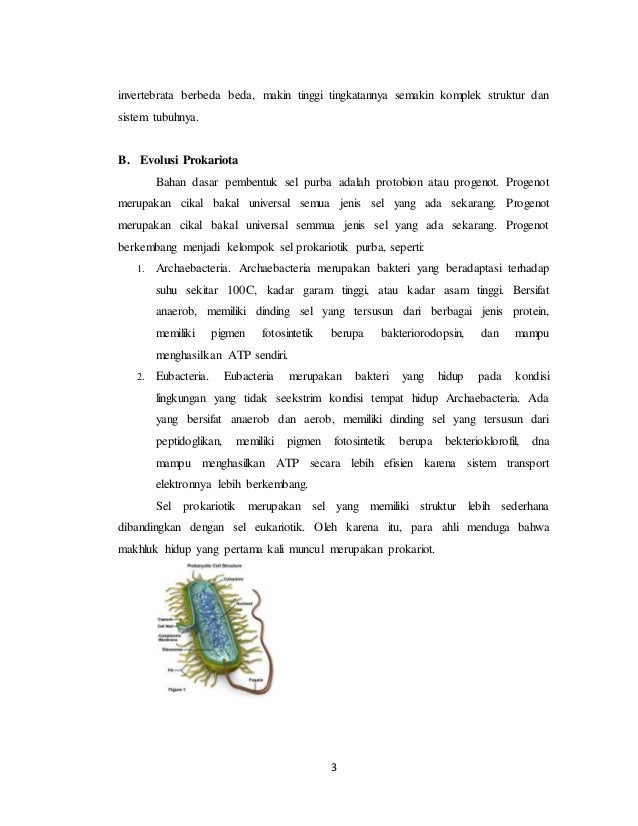 Evolusi Invertebrataa