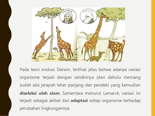 Evolusi Dan Seleksi Alam Oleh Arsyi Adlani