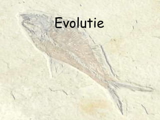 Evolutie 